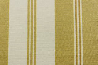 This formal  Chintz fabric features a gold stripes with a cream background  